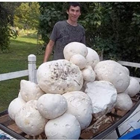 GIANT Puffball Mushroom Spores - Grow Kit - Over 1 Billion Spores! 🍄 - Picture 3 of 8